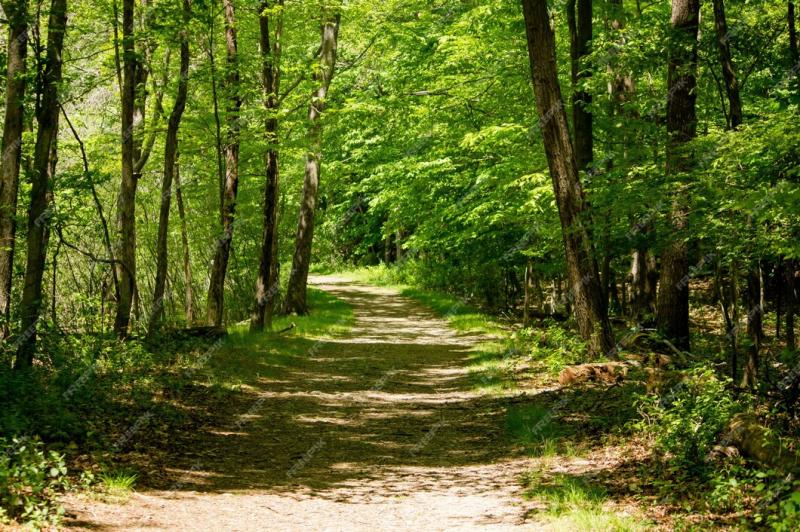 O desbastador florestal promove eficiência operacional e sustentabilidade ambiental na gestão de recursos florestais
