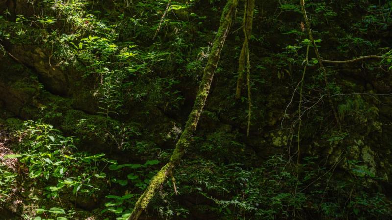 Triturador Florestal para Trator: Conheça as Vantagens